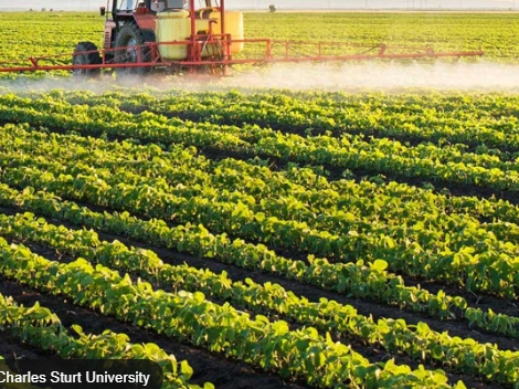 Betaine Applications in Agriculture: Enhancing Crop Growth and Stress Tolerance