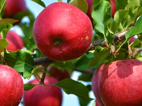Using Betaine to Prevent Frost Damage in Apple Orchards
