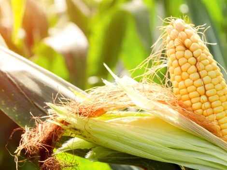 Choline Chloride in Corn Cultivation: Boosting Growth and Nutrient Efficiency