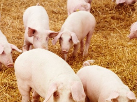 Betaine in Premix Feeds: Enhancing Animal Performance and Feed Efficiency