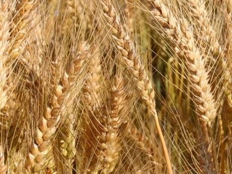 The Role of Betaine in Enhancing Wheat Drought Resistance