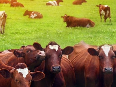 Creatine in Animal Nutrition: Applications and Benefits for Livestock and Aquaculture