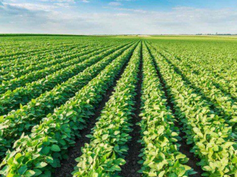 Betaine Applications in Soybean Cultivation: Improving Salinity and Heat Tolerance