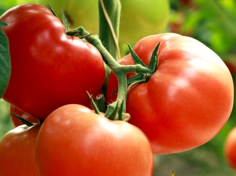 Enhancing Tomato Growth and Fruit Quality with Betaine Supplementation