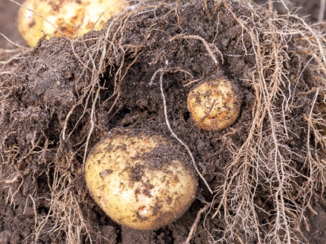 The Benefits of Choline Chloride in Enhancing Potato Yield and Tuber Quality
