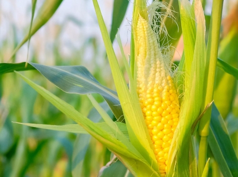 Boosting Corn Yield under Salinity Stress: The Role of Betaine Glycine Supplementation