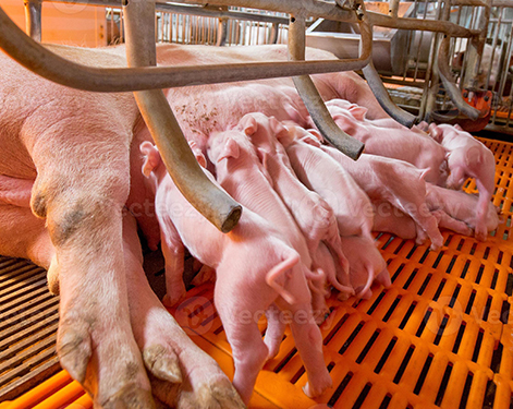 Creatine Supplementation in Livestock: Impacts on Growth and Meat Quality